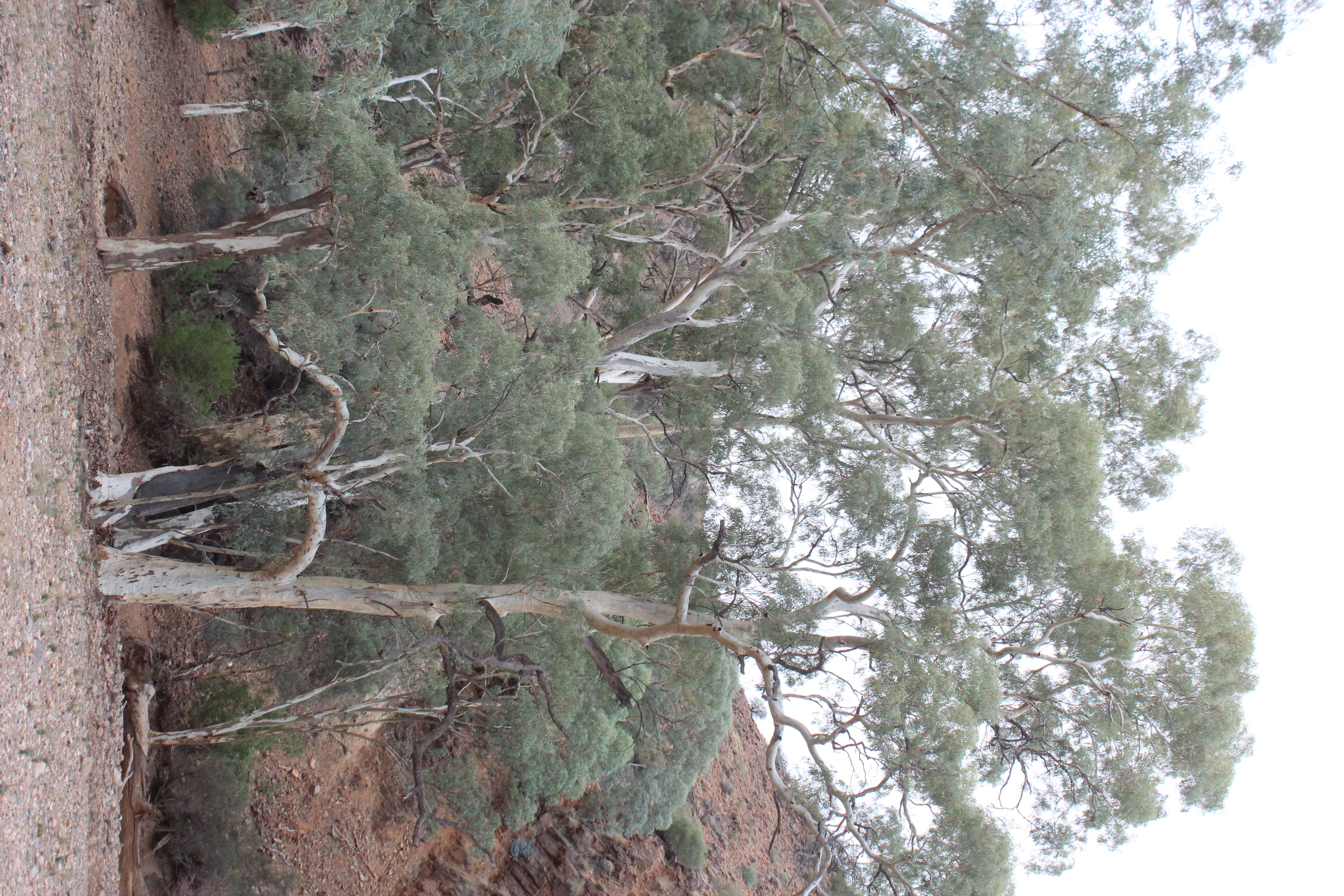 Imagem de Eucalyptus camaldulensis subsp. minima Brooker & M. W. Mc Donald