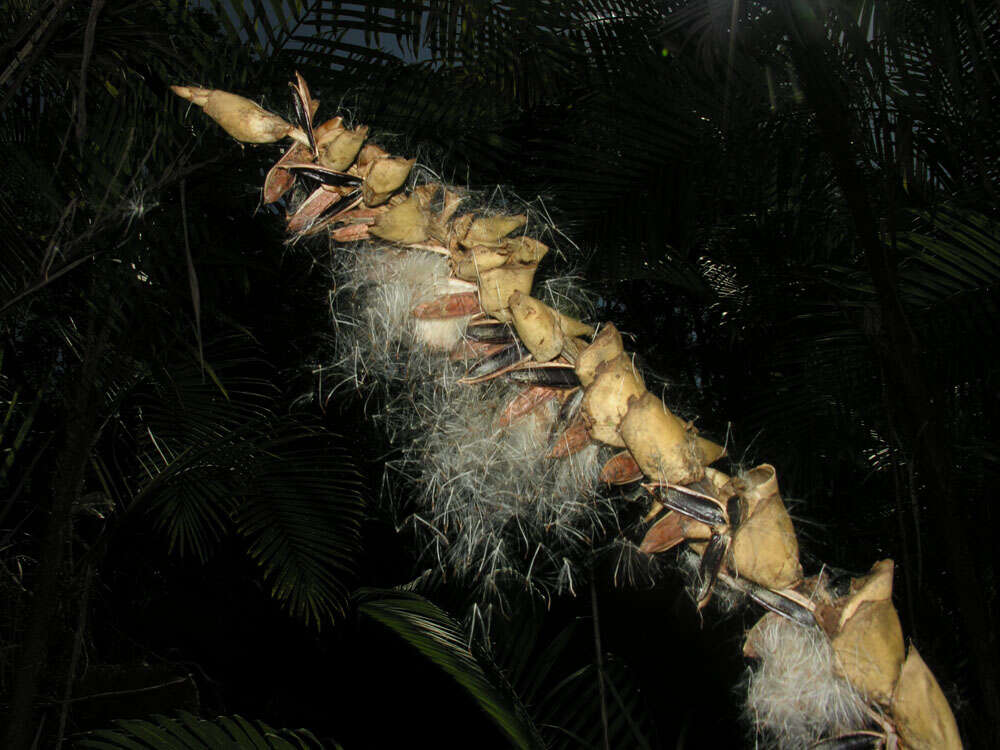 صورة Werauhia gladioliflora (H. Wendl.) J. R. Grant