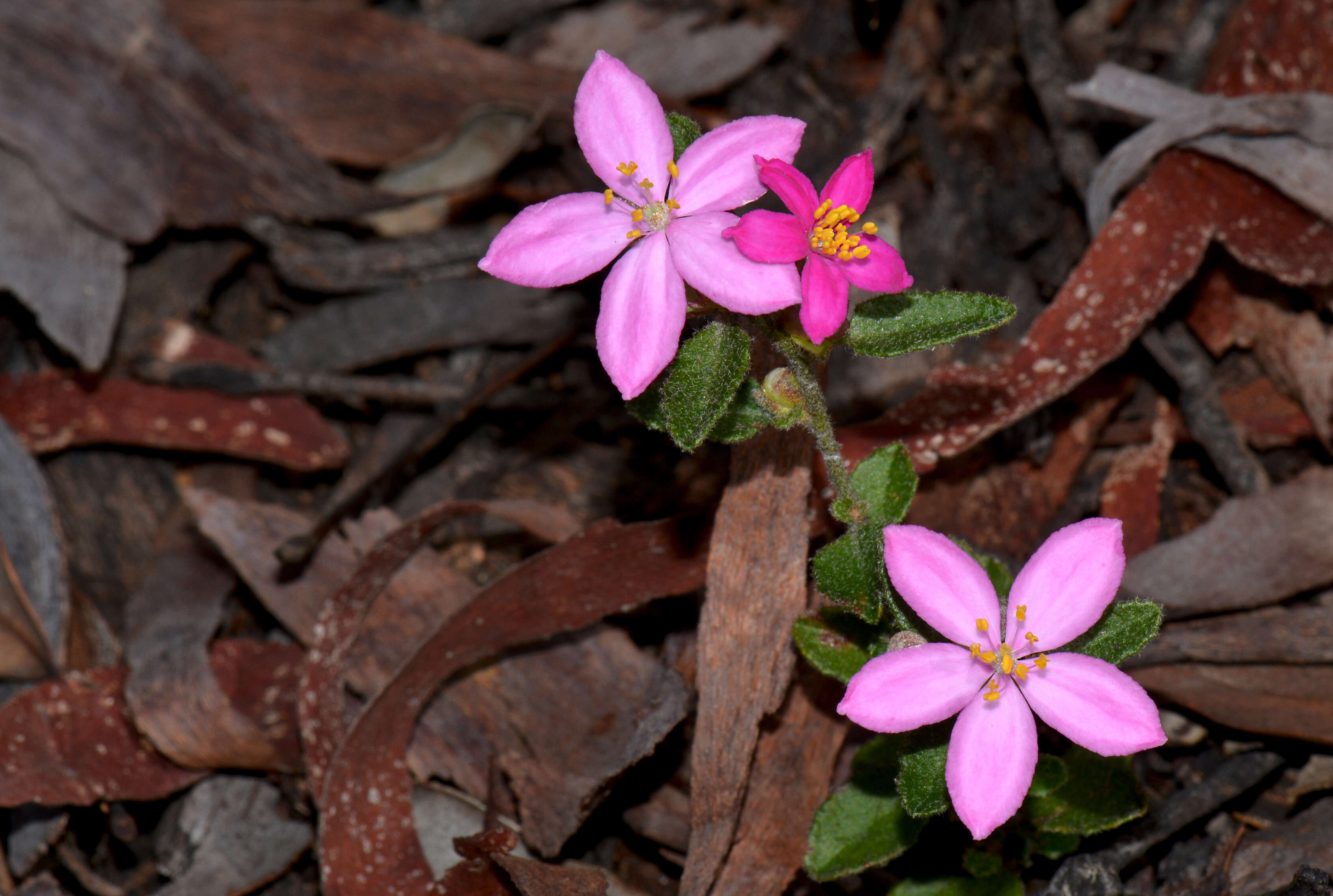 Sivun Asterolasia kuva