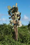 Image of Opuntia echios gigantea