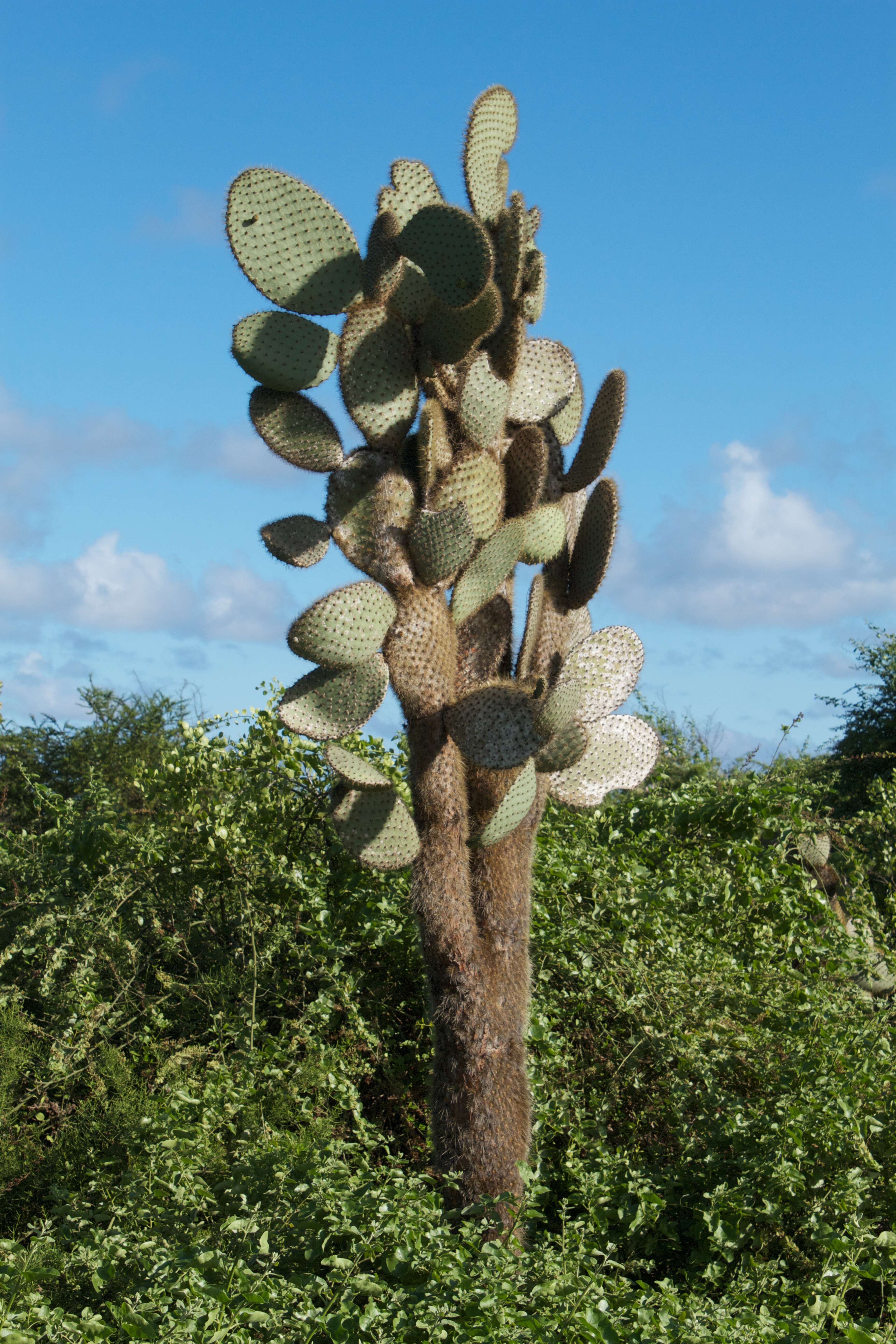 Image of Opuntia echios gigantea