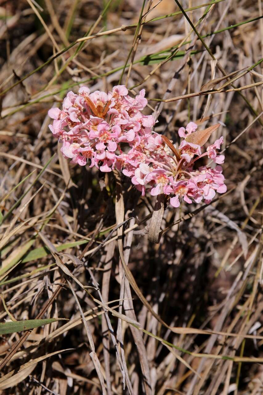 Image of Pterandra