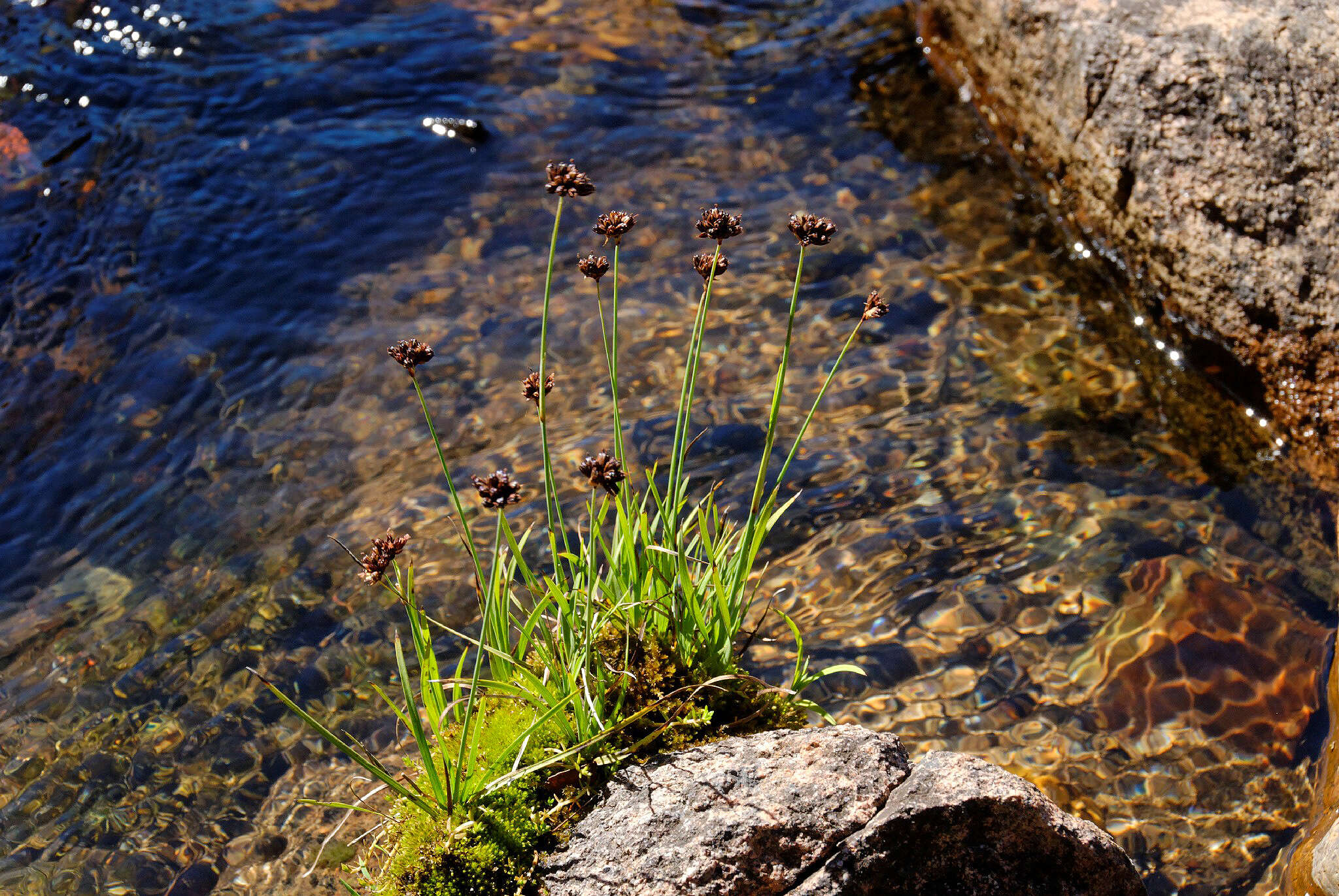 Слика од Juncus falcatus E. Mey.