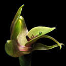 Image of Large bird orchid