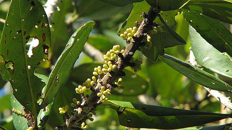 Plancia ëd Myrsine guianensis (Aubl.) Kuntze