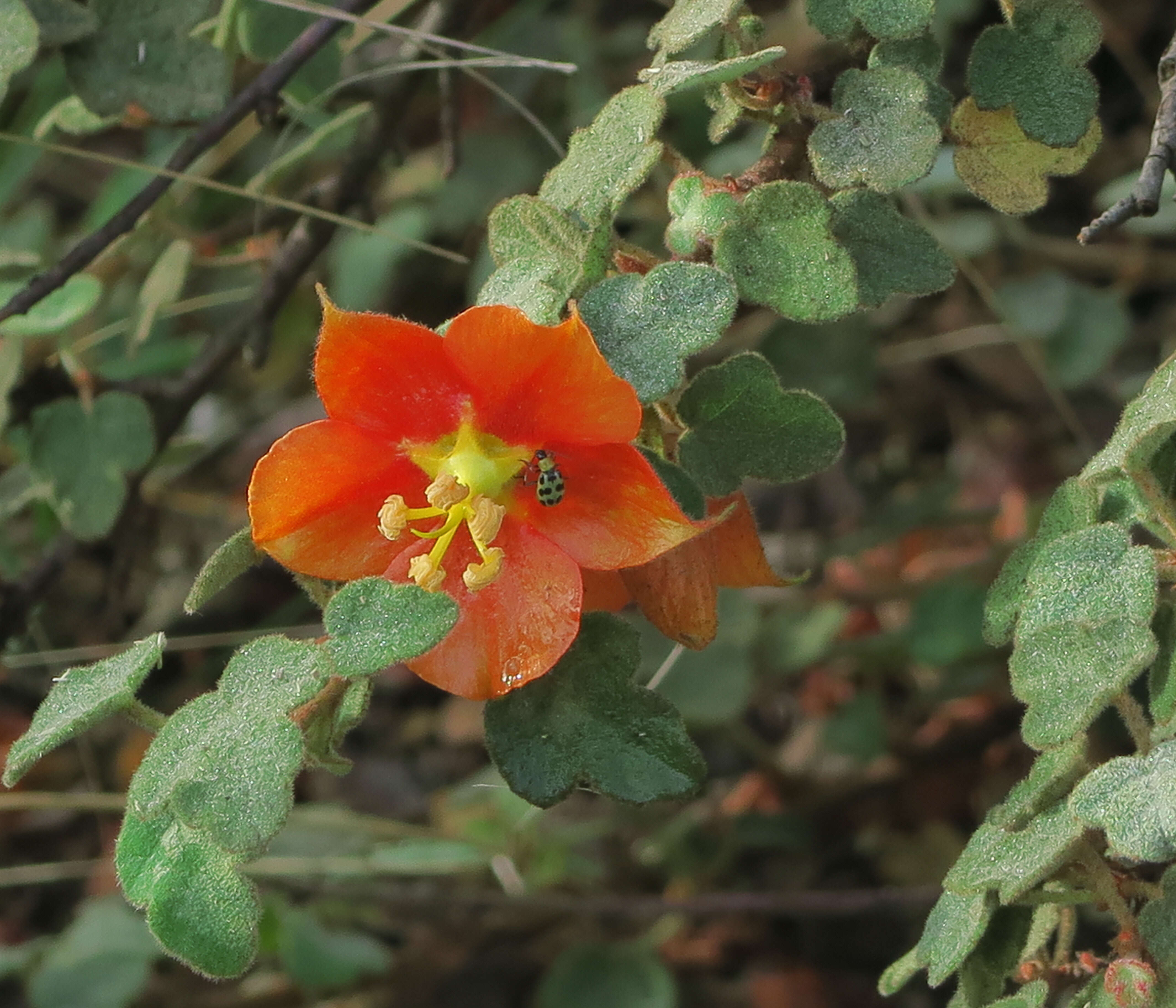 Image of Pine Hill flannelbush