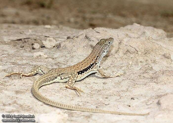 Image of Knox's Ocellated Sand Lizard