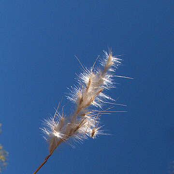 Image of beardgrass