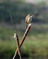 Image of Australian Reed Warbler