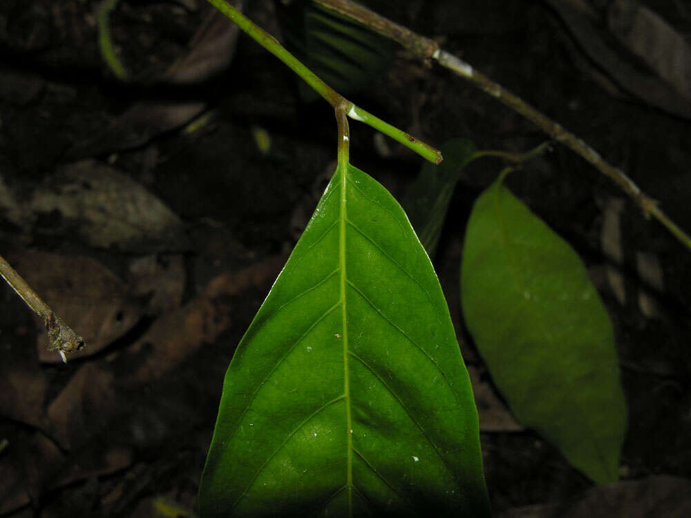 Image de Clarisia biflora Ruiz & Pav.