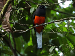 Image of Trogon Brisson 1760