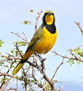 Image of Bokmakierie Bush-shrike