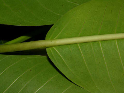 Image of Ficus insipida Willd.