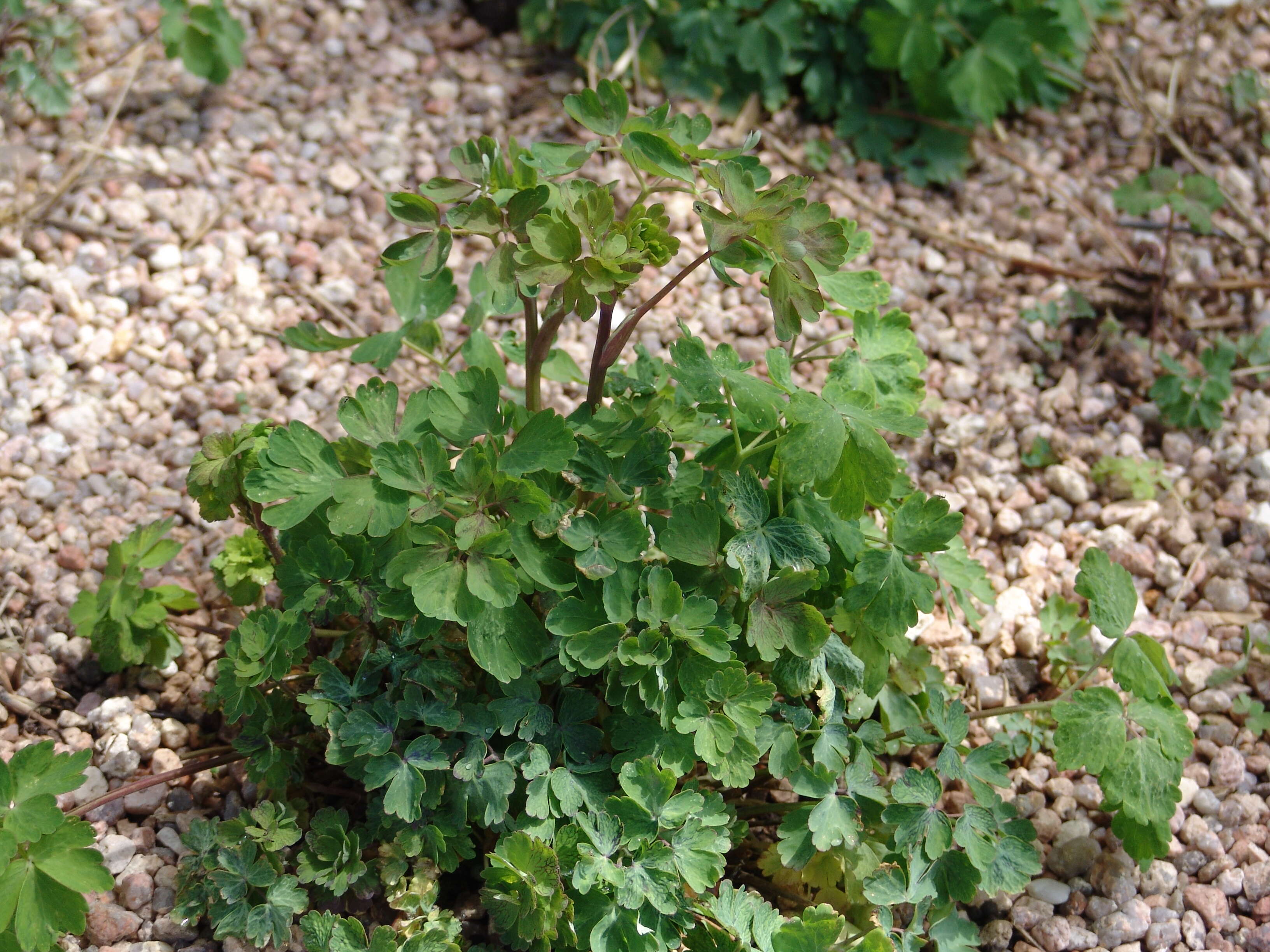 Image of columbine