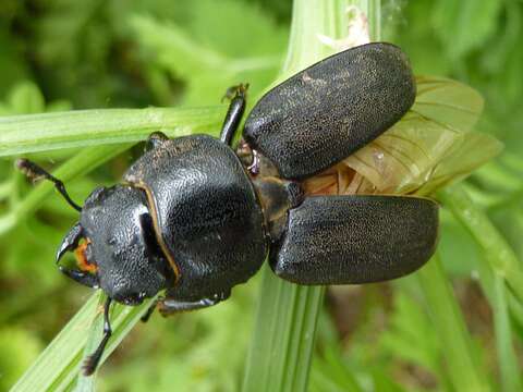 Dorcus parallelipipedus (Linnaeus 1758)的圖片