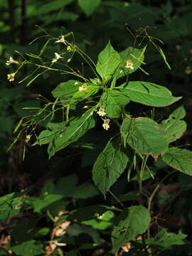 Impatiens parviflora DC. resmi