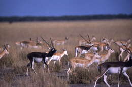 Image de Antilope Pallas 1766