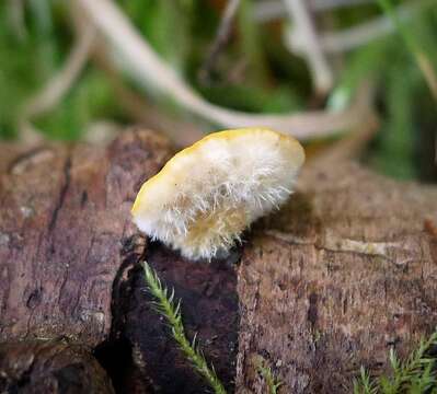 Image of Trametes