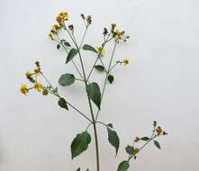 Imagem de Bidens asymmetrica (H. Lév.) Sherff