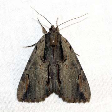 Image of Ultronia Underwing