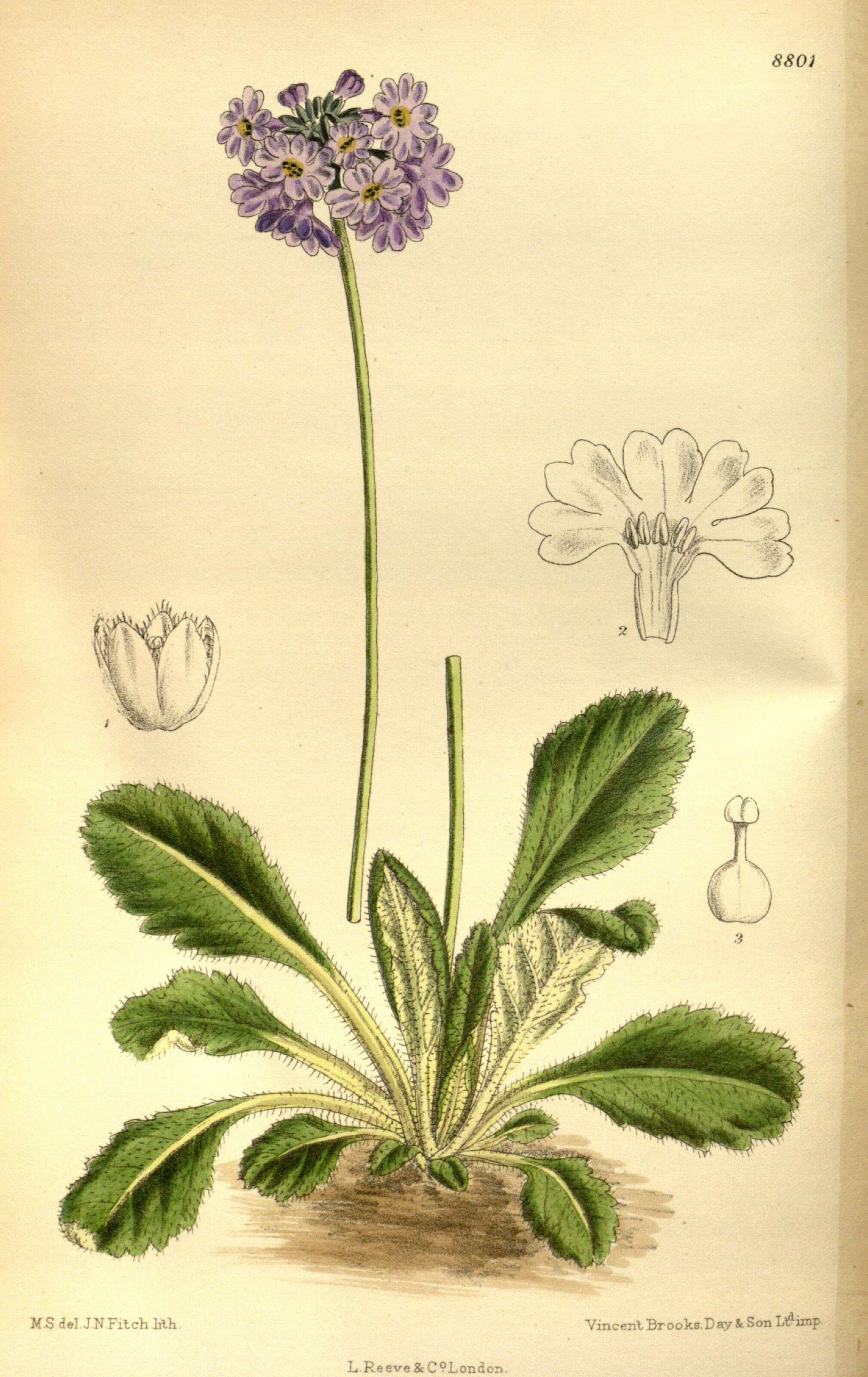 Image of Primula bellidifolia King ex Hook. fil.