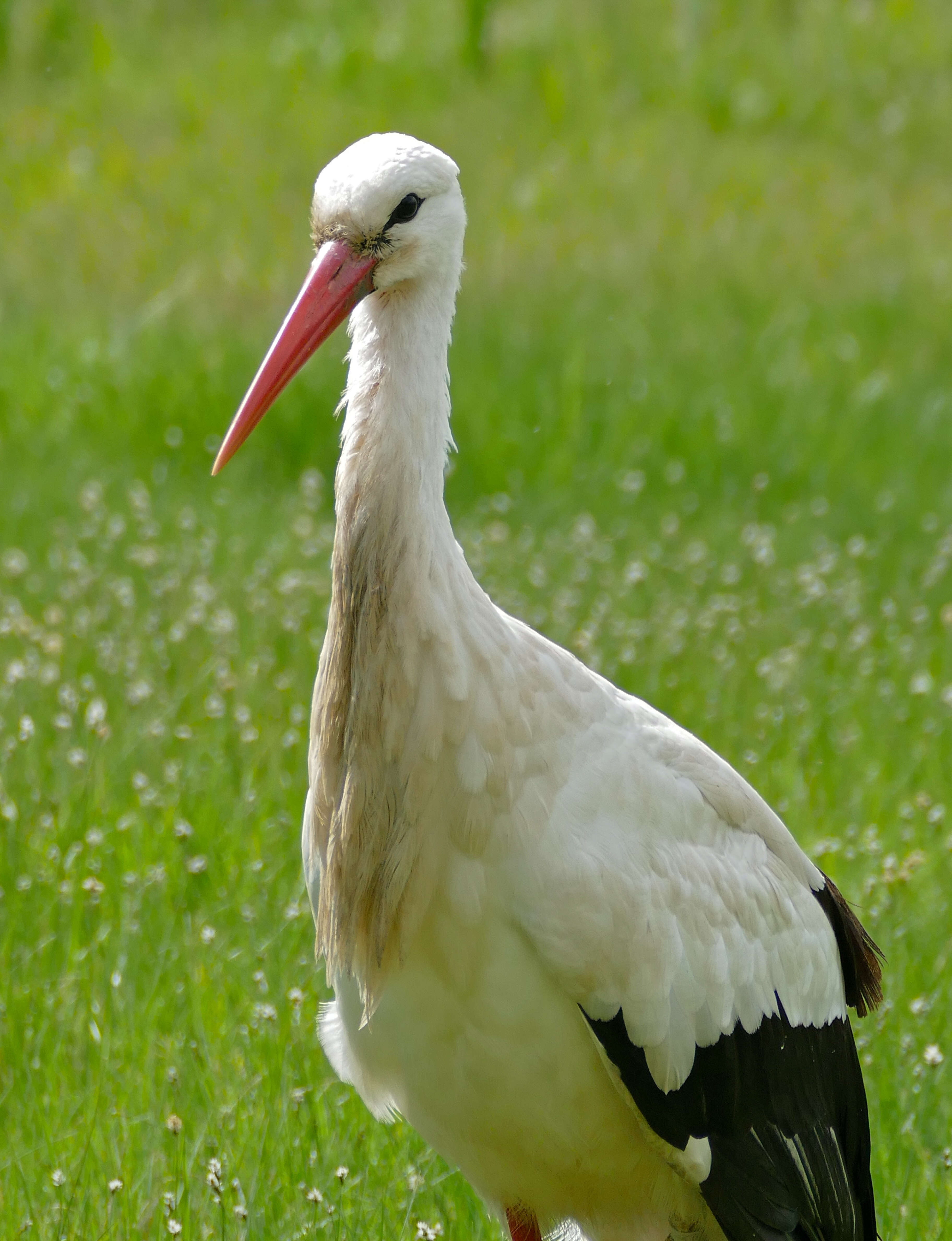 Image of Ciconia Brisson 1760