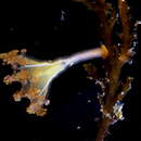 Image of Haliclystus borealis Uchida 1933