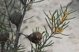 Image of Hakea nodosa R. Br.