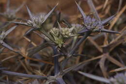 Eryngium triquetrum Vahl resmi