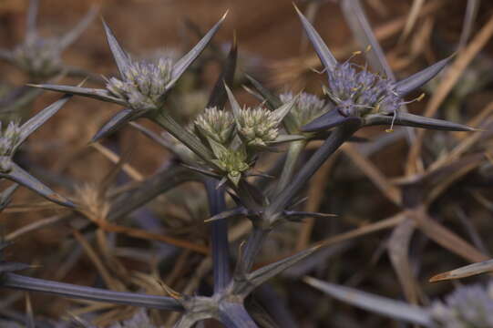 Image of eryngo