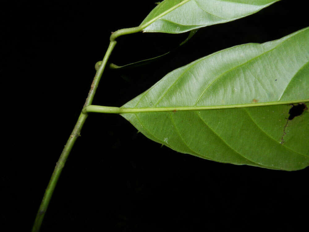 Image of Compsoneura excelsa A. C. Sm.