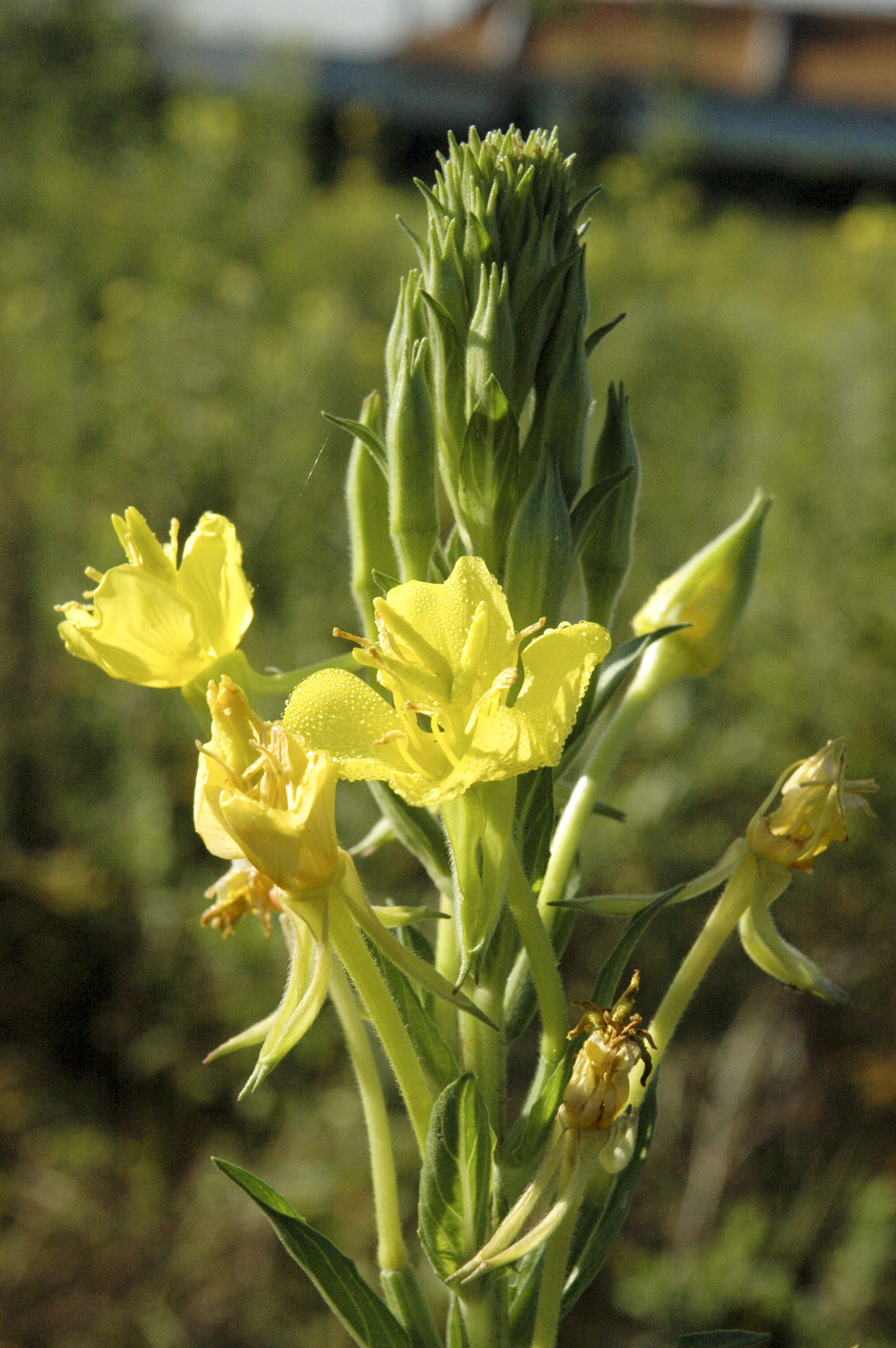 Image of evening primrose