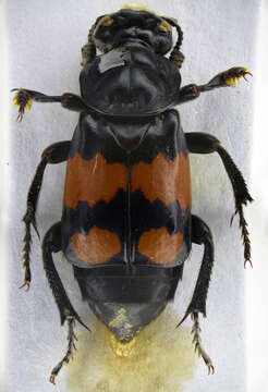 Image of Nicrophorus (Nicrophorus) investigator (Zetterstedt 1824)