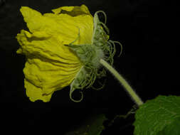 Image of Muntingiaceae