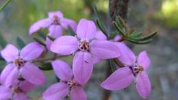 Image of showy boronia