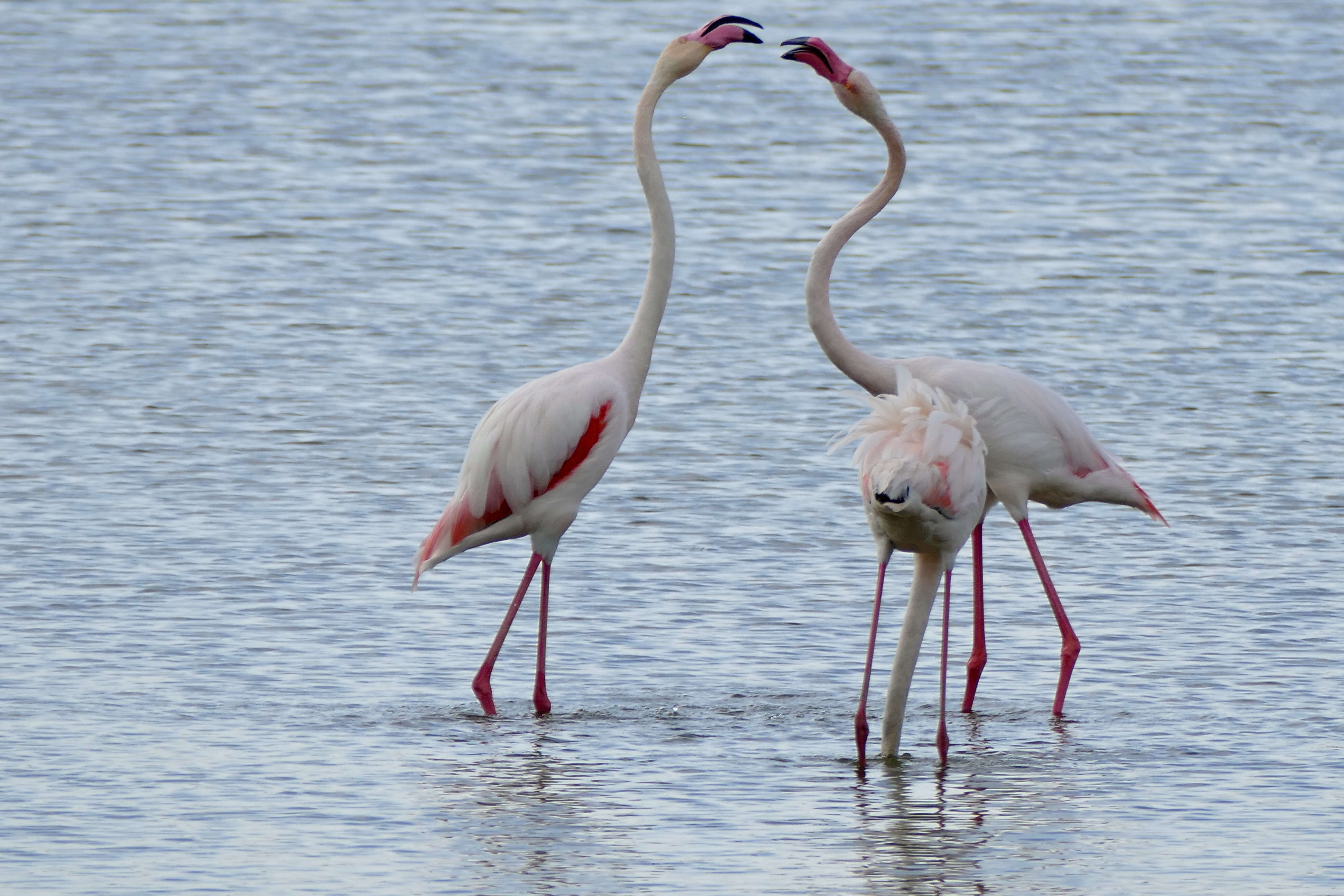 Imagem de Phoenicopterus Linnaeus 1758