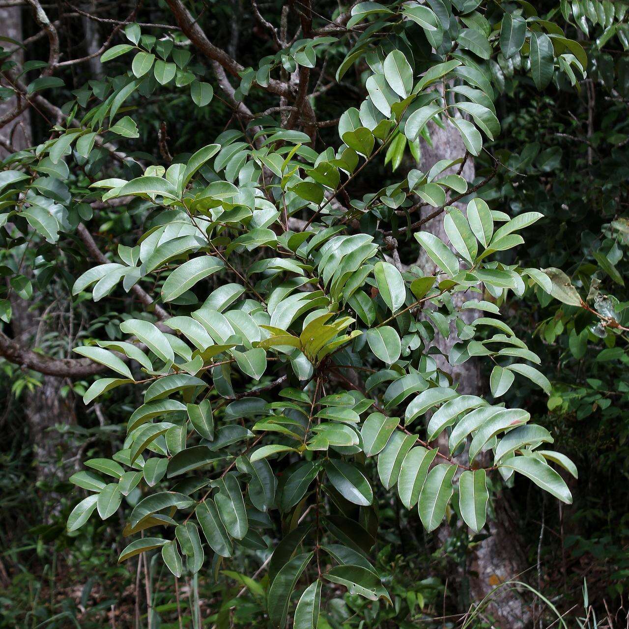 Image of Simarouba versicolor A. St.-Hil.