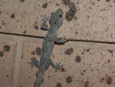 Image of spiny-tailed geckos