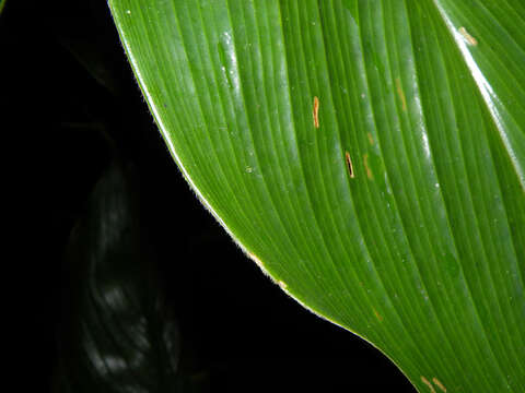 Image of Costus plicatus Maas