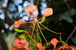 Image of Bauhinia coccinea (Lour.) DC.