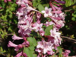 Image of weigela