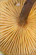 Image of Flammulina elastica (Sacc.) Redhead & R. H. Petersen 1999
