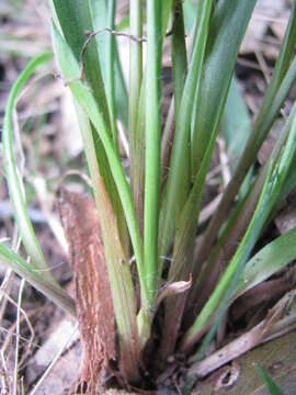 Image de Luzula meridionalis Nordenskiold