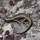 Image of Alpine Cool-skink