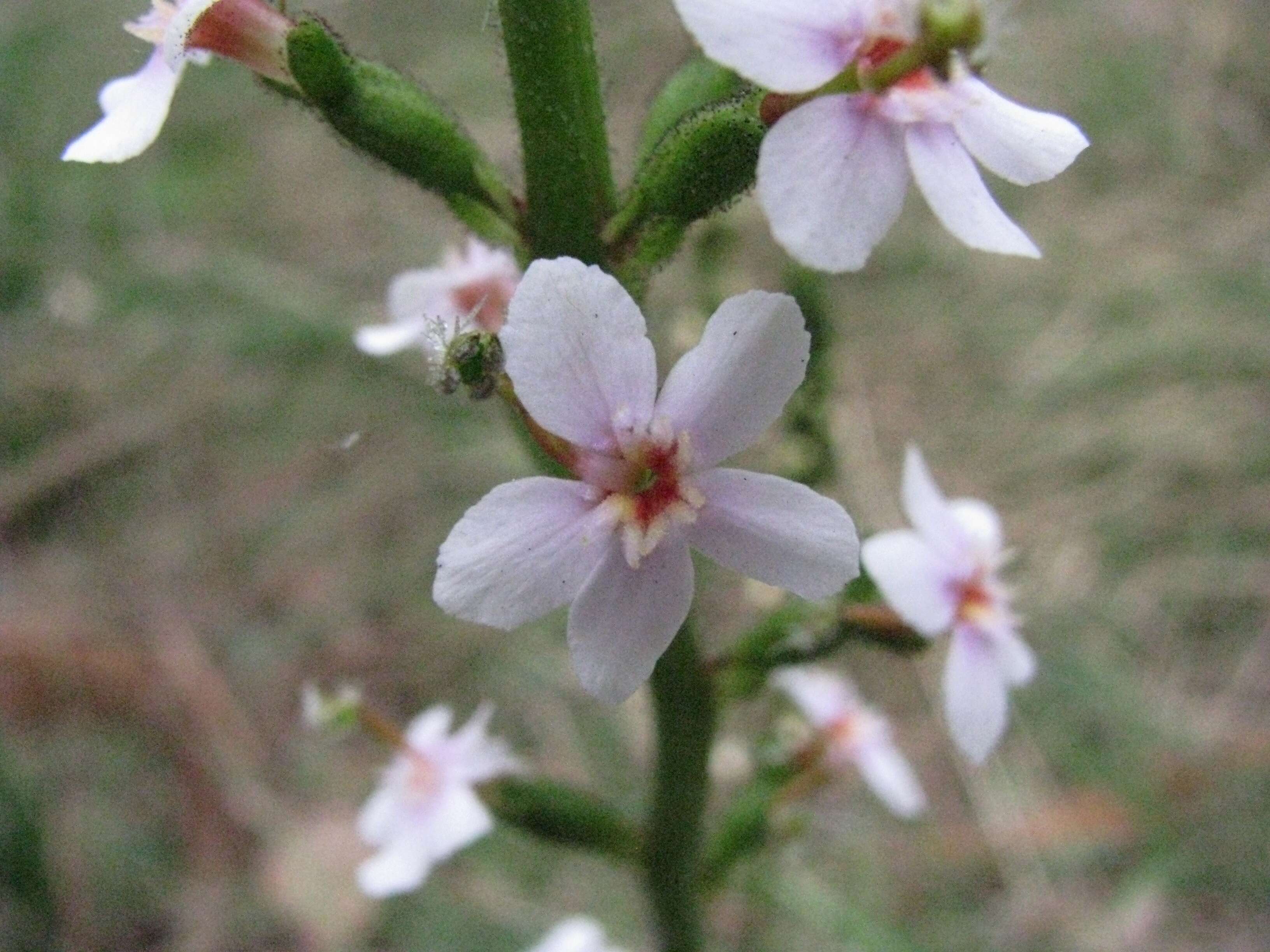 Image de Stylidium graminifolium Sw. ex Willd.