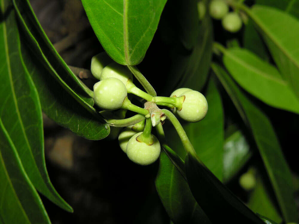 Image of Ficus donnell-smithii Standl.