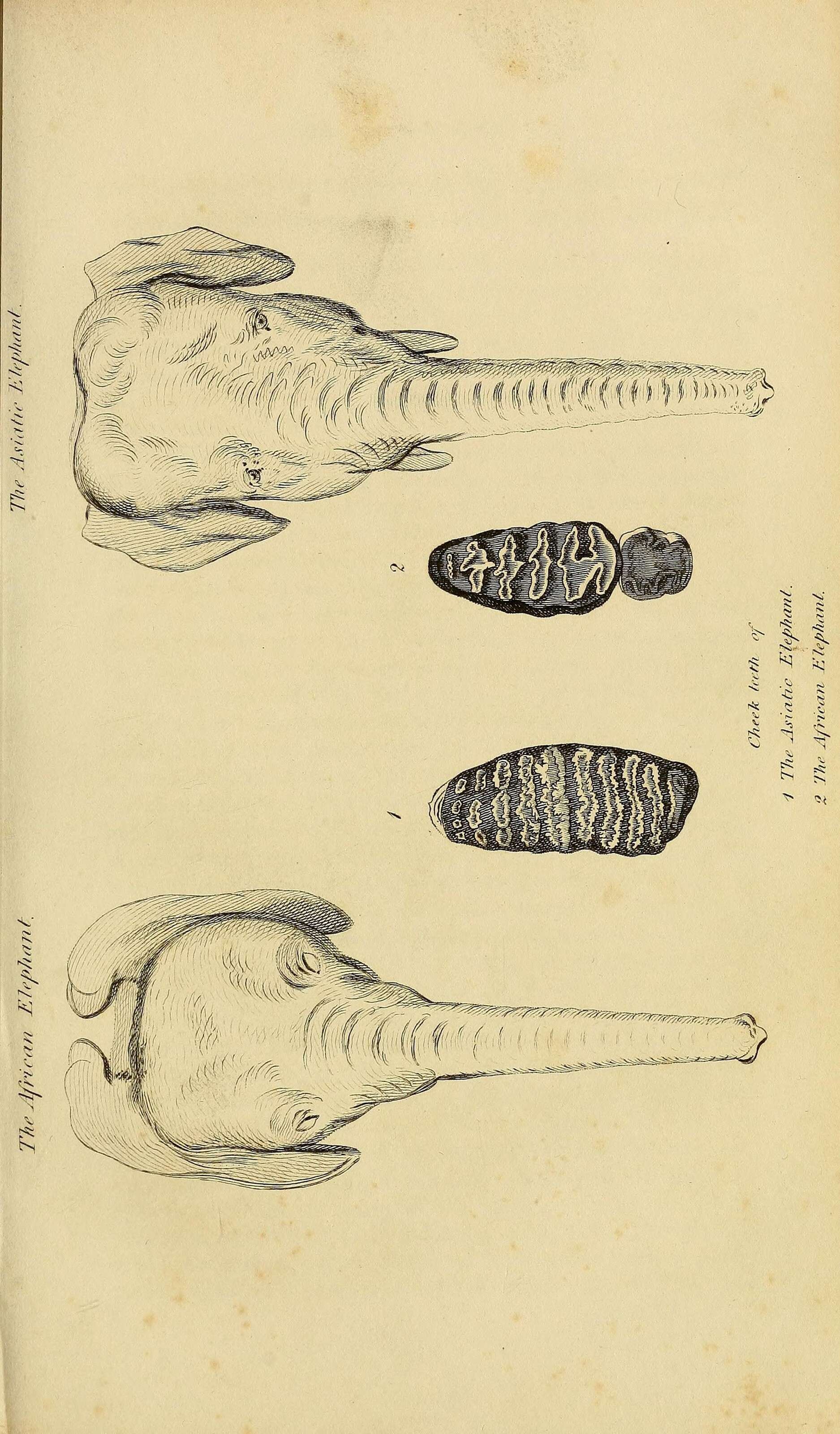 Image de Elephas Linnaeus 1758