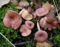 Image de Lactarius spinosulus Quél. & Le Bret. 1880