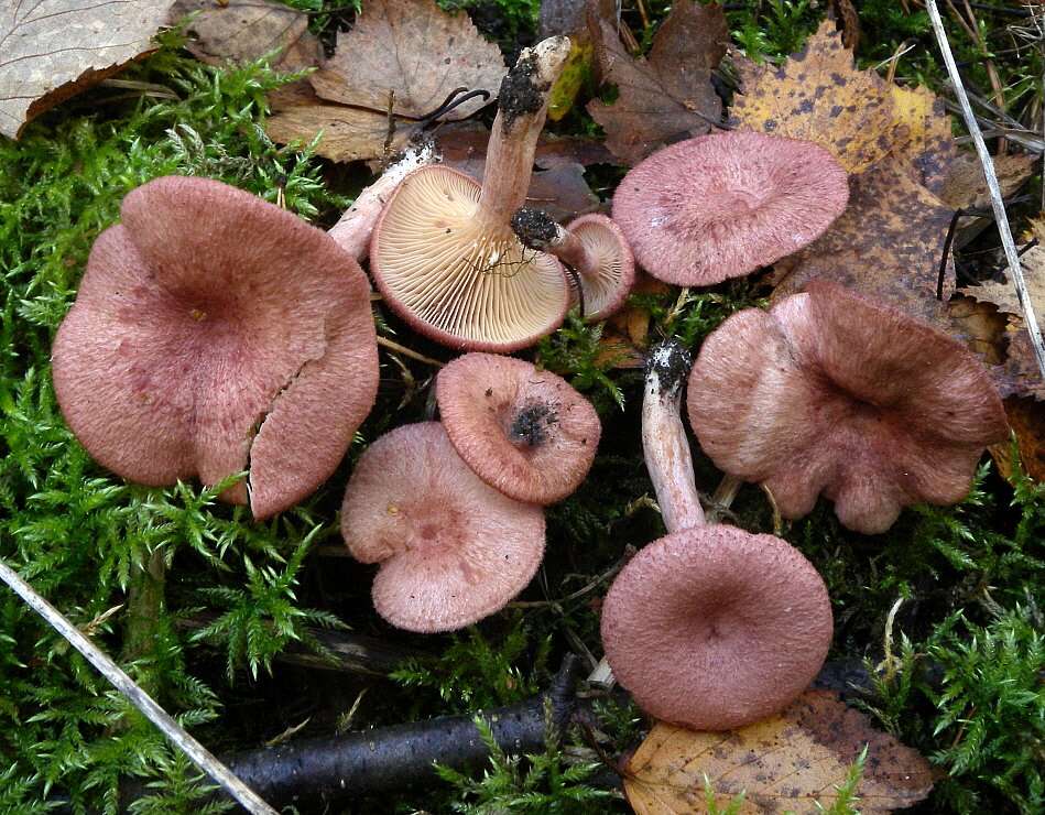 Image de Lactarius spinosulus Quél. & Le Bret. 1880