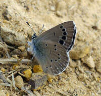 Imagem de Glaucopsyche melanops (Boisduval 1829)